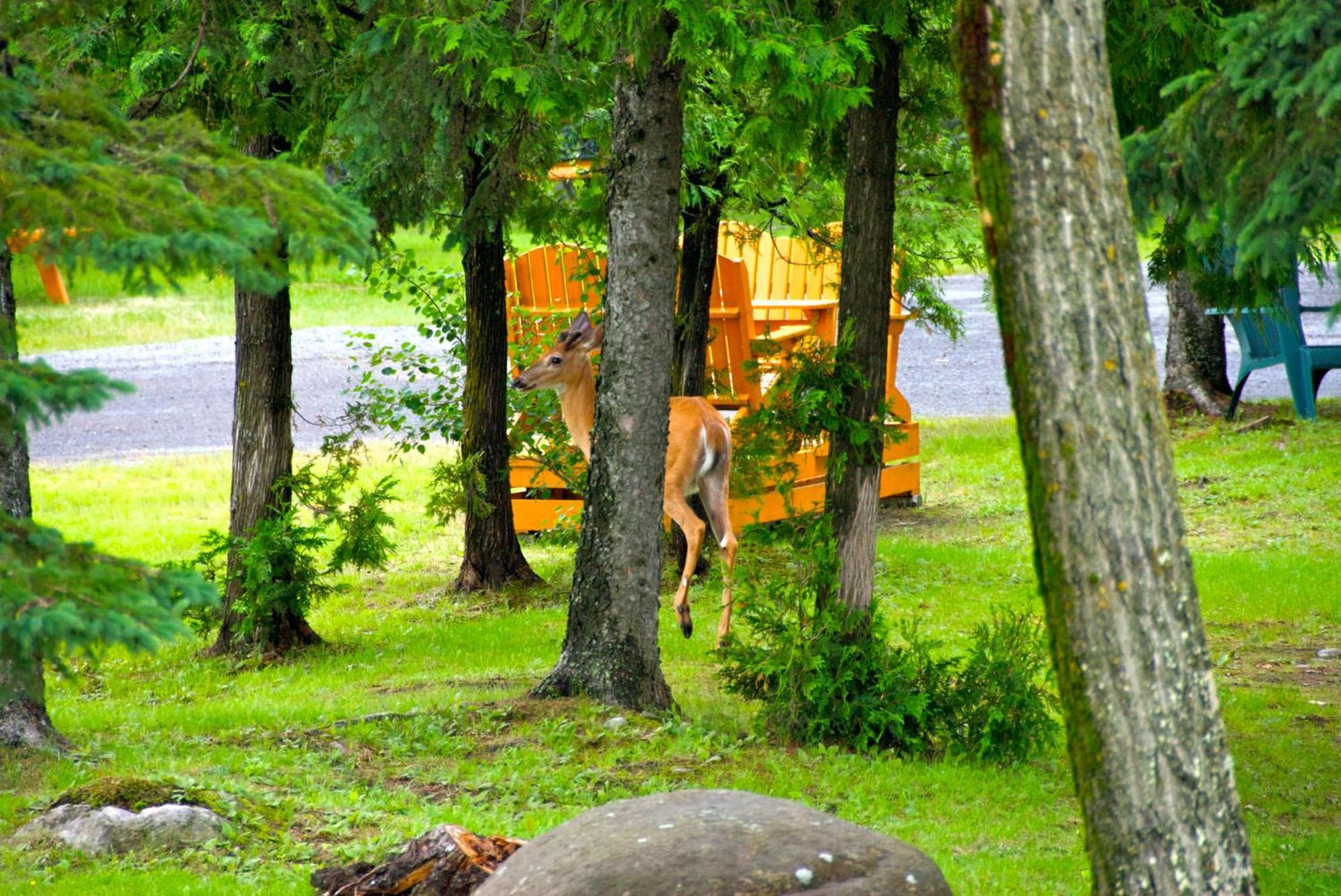 Motel Des Cascades Baie-Saint-Paul Exterior foto